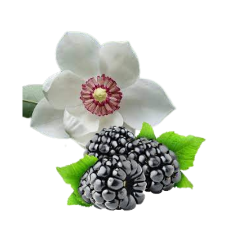 Fragrance Oil - Blackberry Magnolia (bulk)
