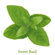 Essential Oil - Basil Sweet