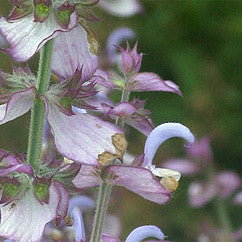 Essential Oil - Clary Sage
