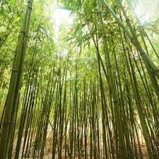 Fragrance Oil - Bamboo and Teak (bulk)