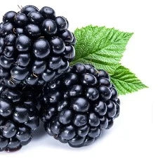 Fragrance Oil - Blackberry Sage (bulk)