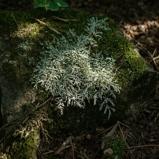 Fragrance Oil - Silver Moss (bulk)