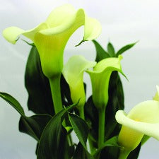 Fragrance Oil - Calla Lily (bulk)
