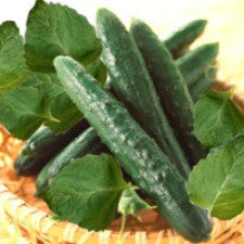 Fragrance Oil - Cucumber Mint (bulk)