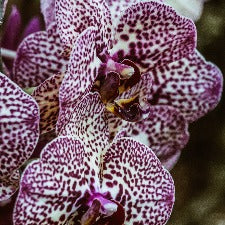 Fragrance Oil - Tropical Orchid (bulk)