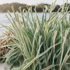 Fragrance Oil - Sea Grass & Sage