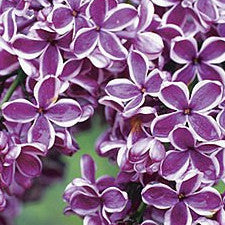 Fragrance Oil - Lilac in Bloom (bulk)