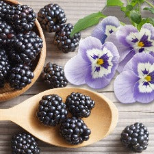 Fragrance Oil - Blackberry & Sugared Violets