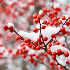 Fragrance Oil - Holiday Berry