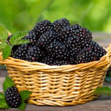 Fragrance Oil - Fresh Picked Blackberry
