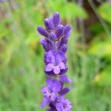 Essential Oil - Lavender 40/42 — Windy Point Soap Making Supplies
