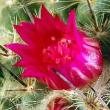 Fragrance Oil - Baja Cactus Blossom (BBW Dupe)