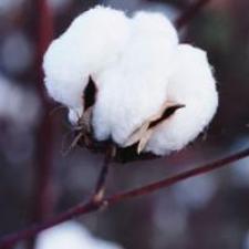 Fragrance Oil - Clean Cotton