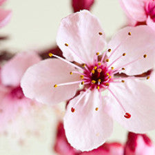 Fragrance Oil - Japanese Cherry Blossom