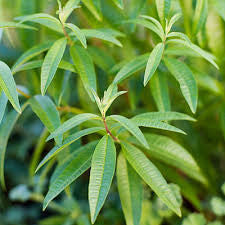 Fragrance Oil - Lemongrass Verbena