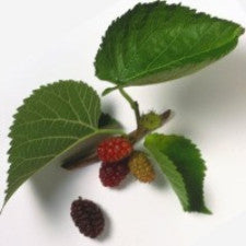 Fragrance Oil - Mulberry