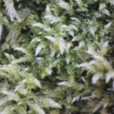 Fragrance Oil - Silver Moss